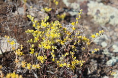 Dudleya multicaulis