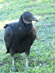 Coragyps atratus image