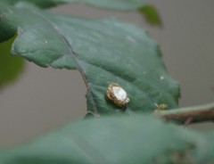 Insecta