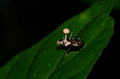 Ophiocordyceps dipterigena