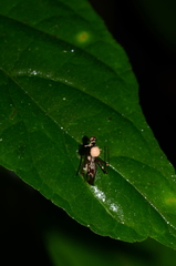 Ophiocordyceps dipterigena