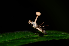 Ophiocordyceps dipterigena