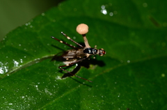 Ophiocordyceps dipterigena