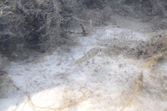 Cyprinodon variegatus