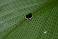 Aslamidium semicirculare