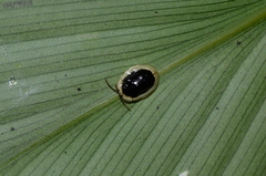 Aslamidium semicirculare