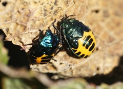 Comperocoris roehneri