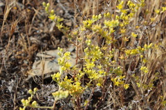 Dudleya multicaulis
