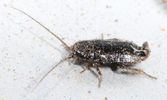 Parcoblatta americana