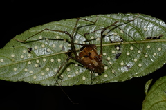 Ventrivomer ancyrophorus