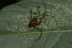 Ventrivomer ancyrophorus