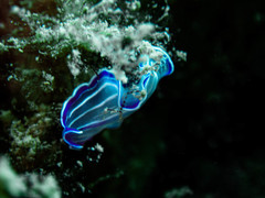 Prostheceraeus roseus