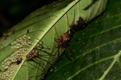 Ventrivomer ancyrophorus