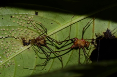 Ventrivomer ancyrophorus
