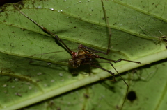 Ventrivomer ancyrophorus