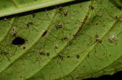 Ventrivomer ancyrophorus