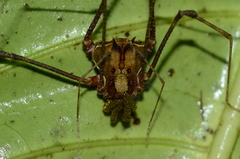 Ventrivomer ancyrophorus
