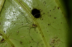 Ventrivomer ancyrophorus