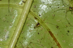 Ventrivomer ancyrophorus