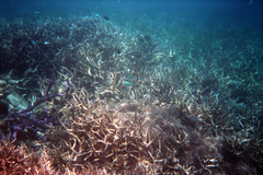 Acropora muricata