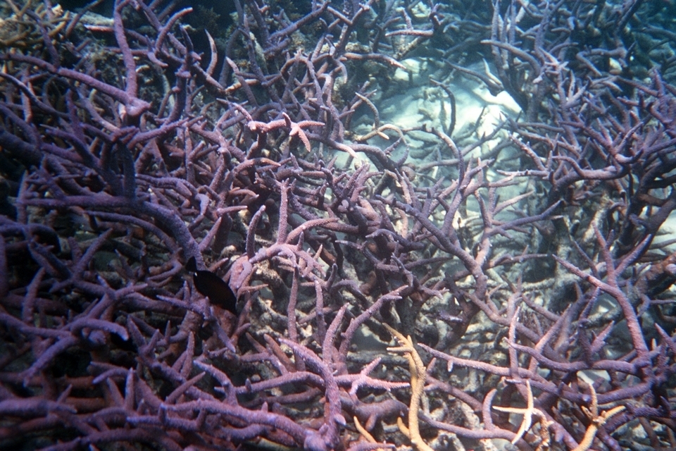 Acropora muricata