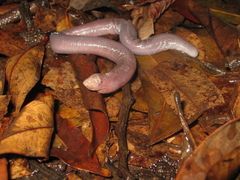 Leposternon microcephalum