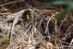 Sceloporus albiventris