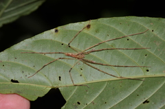 Anaptomecus