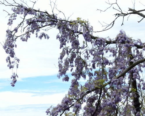 vistéria čínska (Wisteria sinensis)
