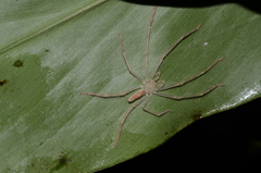 Anaptomecus