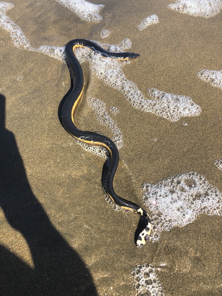 Yellowbellied Sea Snake from Gulf of Panama, Province de Los Santos, PA on January 29, 2022 at
