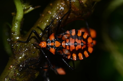 Spartocera pantomima