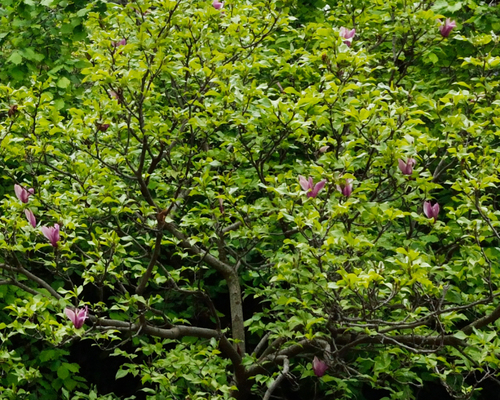 magnólia (Magnolia)