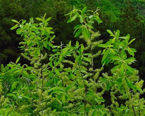 vŕba popolavá (Salix cinerea)