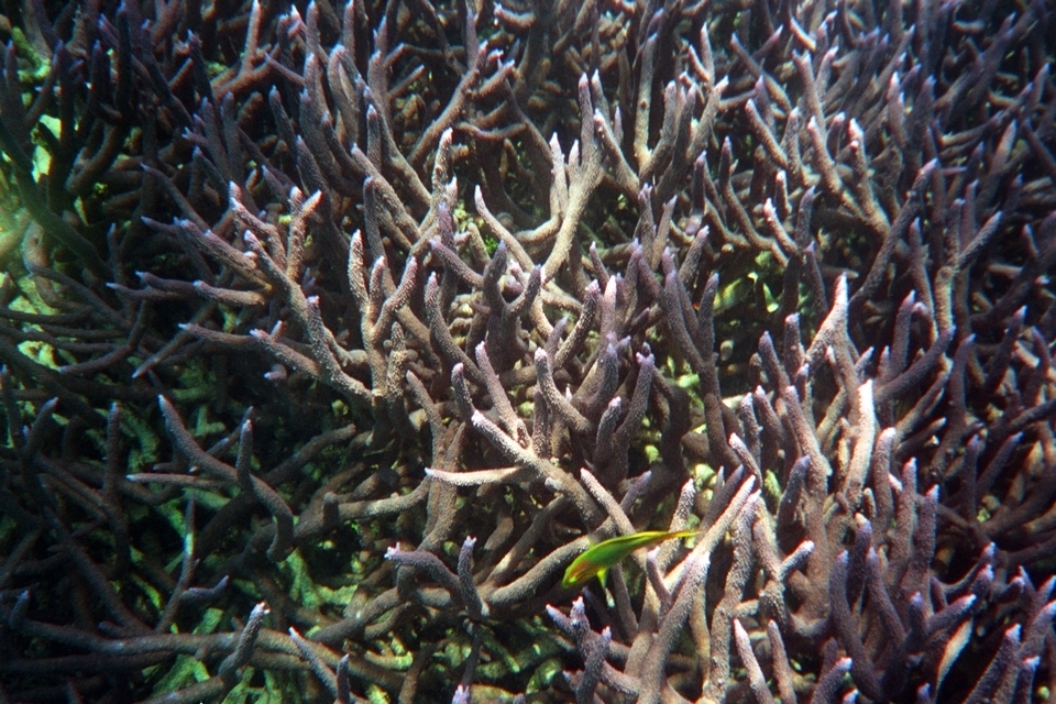 Acropora muricata