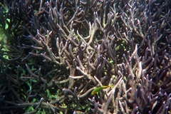 Acropora muricata