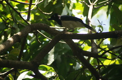 Cyanocorax cyanopogon