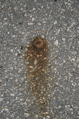 Quercus ithaburensis macrolepis