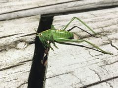 Hubbellia marginifera