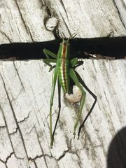 Hubbellia marginifera