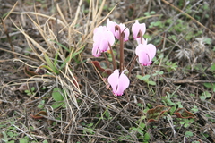 Cyclamen graecum graecum