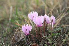 Cyclamen graecum graecum