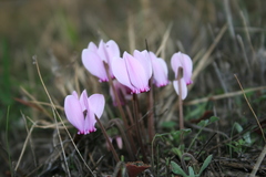 Cyclamen graecum graecum