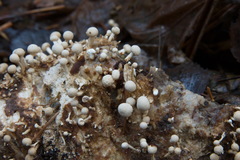 Onygena equina