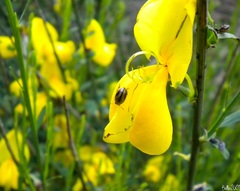Cytisus grandiflorus