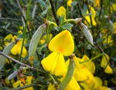 Cytisus grandiflorus