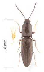 Corymbitodes elongaticollis