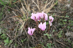 Cyclamen graecum graecum