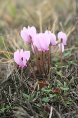 Cyclamen graecum graecum