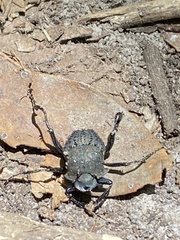 Sisyphus muricatus